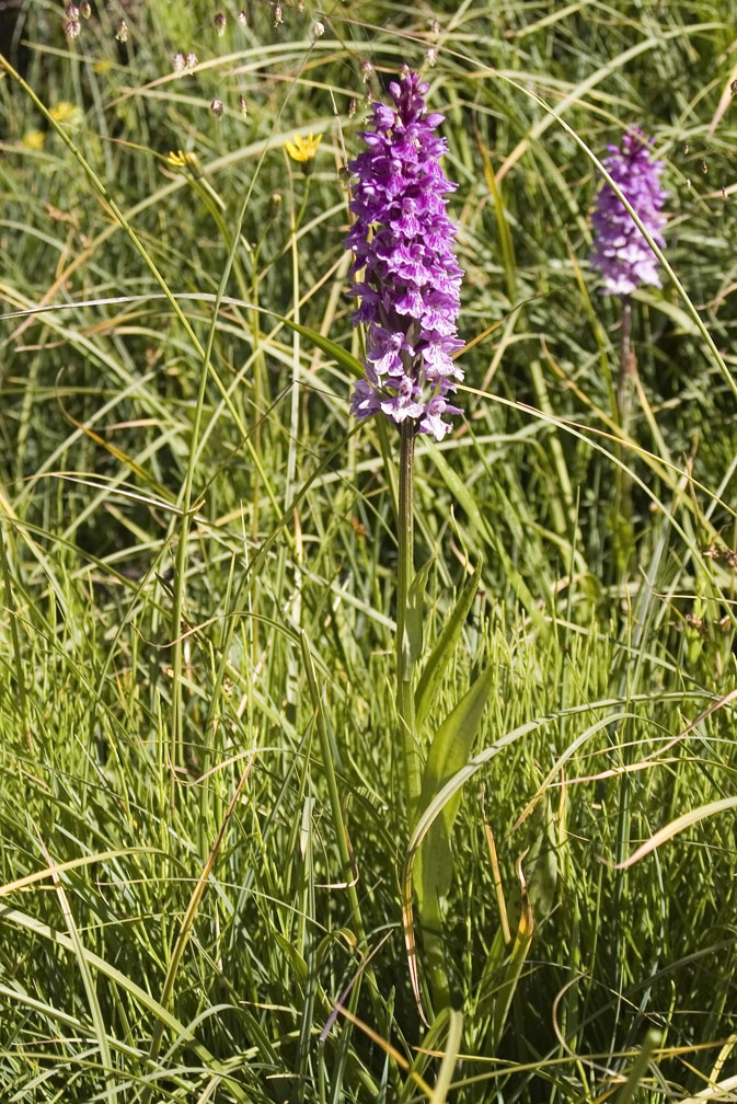 Dactylorhiza maculata